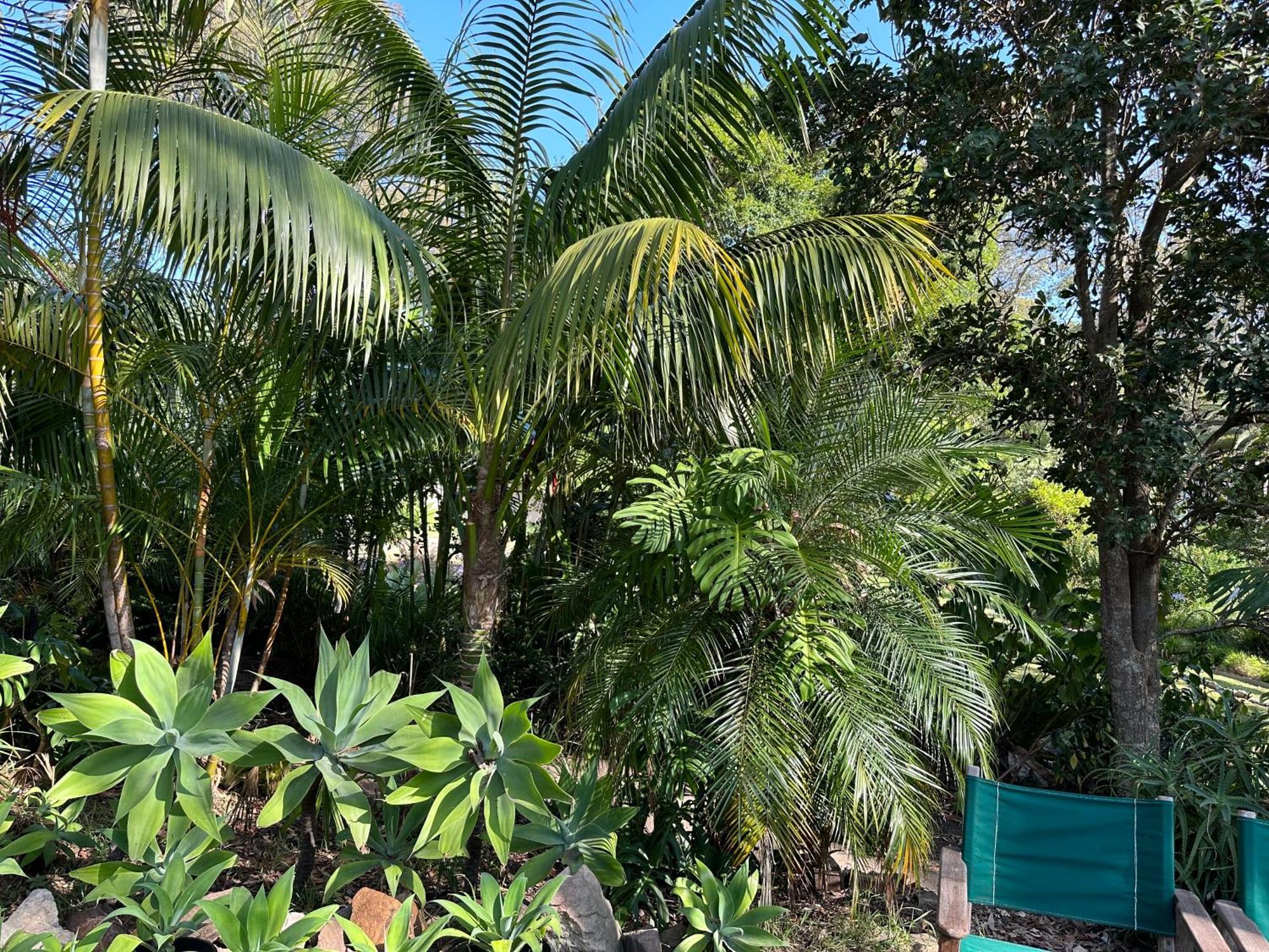 Palm 4*