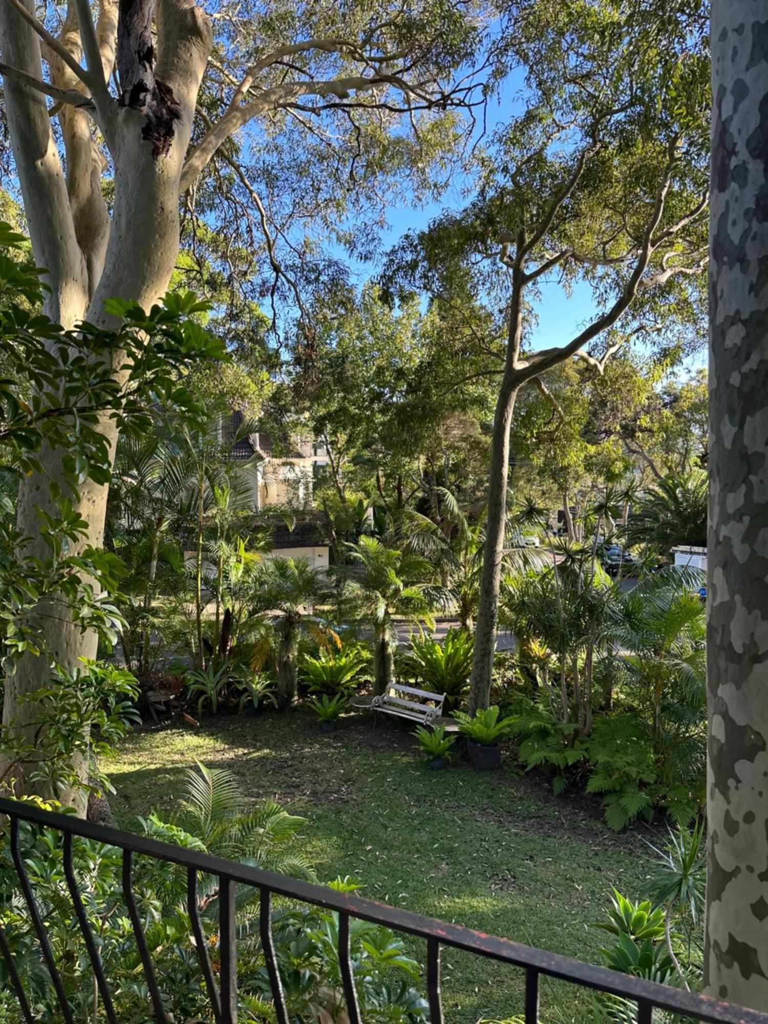 Palm Palm Beach