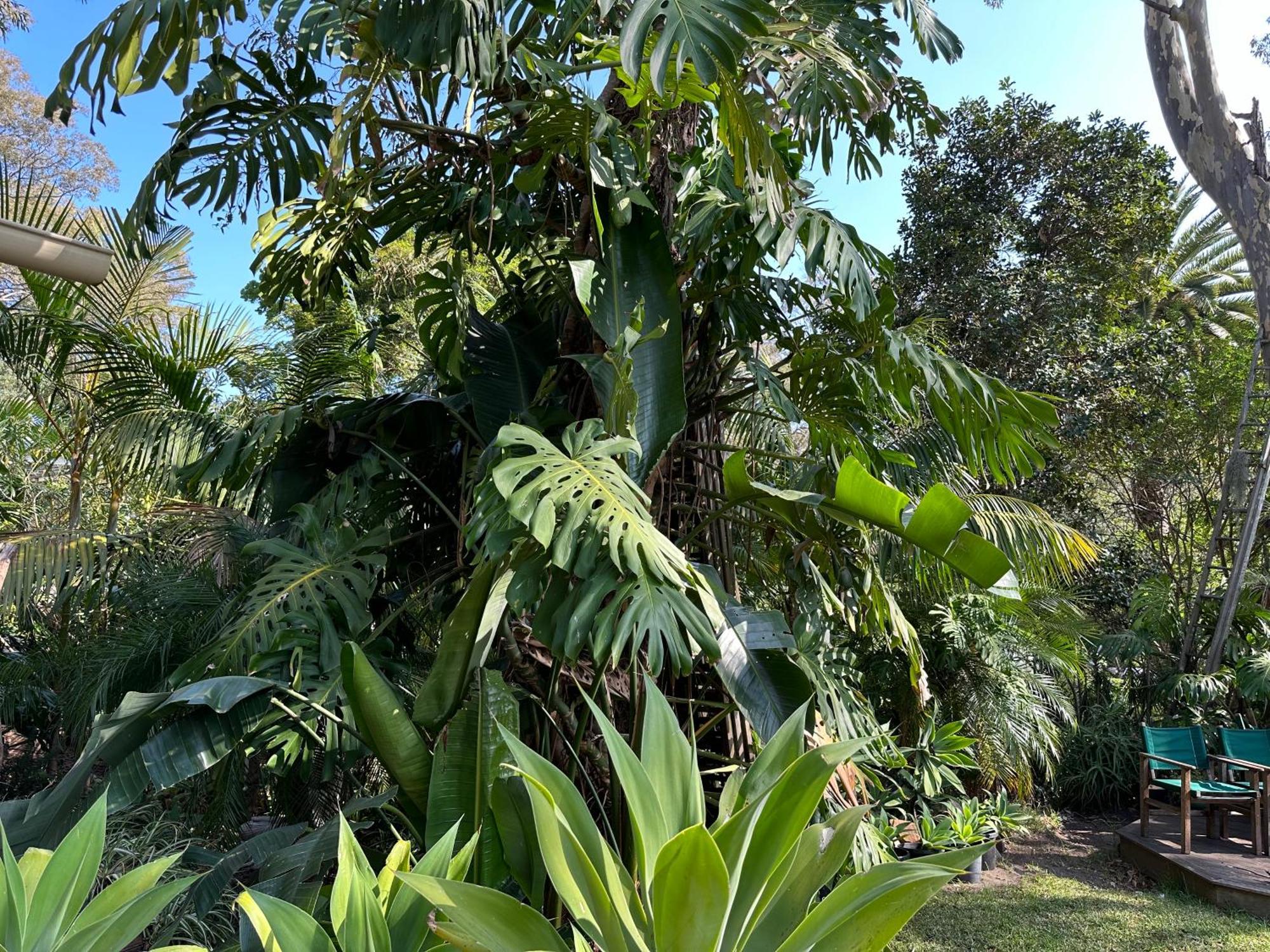 Palm Palm Beach